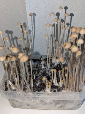 Panaeolus Cyanescens Hawaii