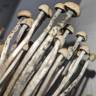Panaeolus Cyanescens Hawaii