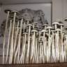 Panaeolus Cyanescens Wild Coast African