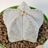Купить семена кактусов Astrophytum myriostigma cv. Onzuka