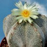 Семена кактусов Astrophytum myriostigma cv. Onzuka