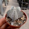 Заказать семена кактусов Astrophytum myriostigma cv. Onzuka