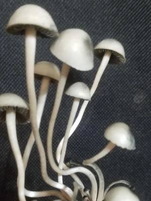 Panaeolus BVI (British Virgin Islands)