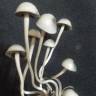 Panaeolus BVI (British Virgin Islands)