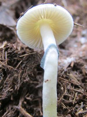 Cubensis Natalensis
