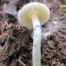Cubensis Natalensis