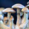 Cubensis Natalensis