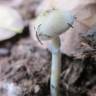 Cubensis Natalensis