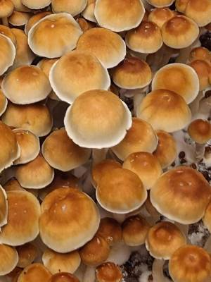 Cubensis DC3m (Mexican Dutch King)
