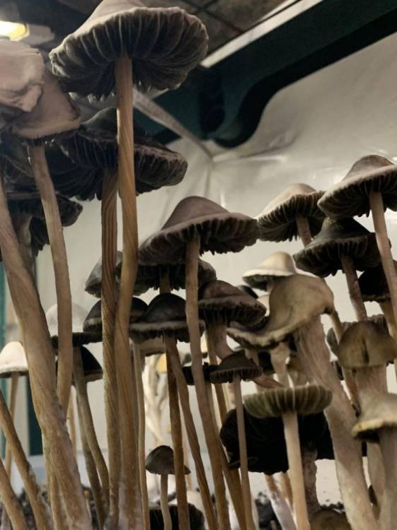 Panaeolus Cyanescens Alabama