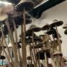 споры псилоцибиновый гриб Panaeolus Cyanescens Alabama 
