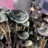 псилоцибиновые споры купить Panaeolus Cyanescens Alabama 