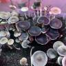 купить споры псилоцибиновых грибов Panaeolus Cyanescens Alabama 
