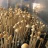 псилоцибиновые споры закон Panaeolus Cyanescens