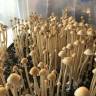 магазин псилоцибиновых спор Panaeolus Cyanescens
