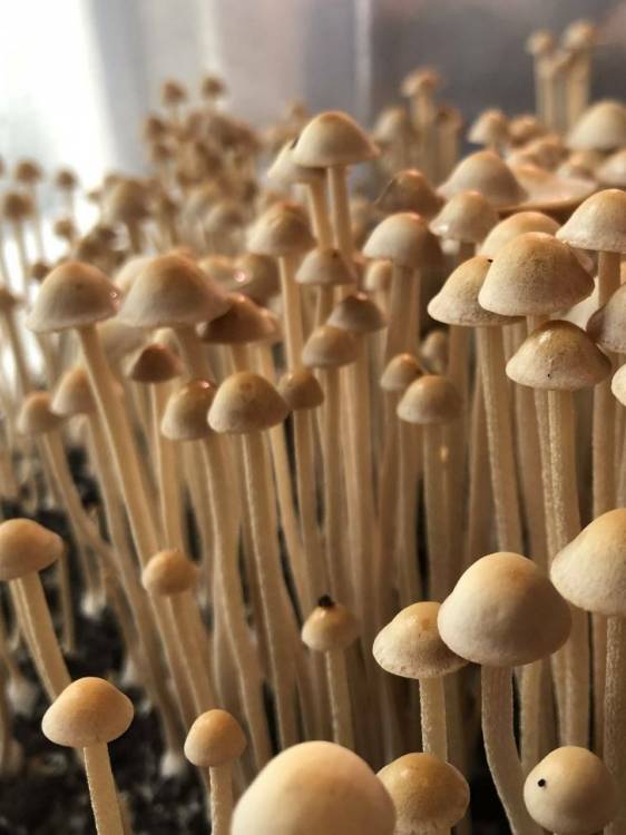 Panaeolus Cyanescens