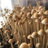 купить споры псилоцибиновый гриб наложенным платежом Panaeolus Cyanescens