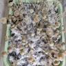 споры псилоцибиновых грибов закон Panaeolus Cyanescens Aussi X Bali Indonesia