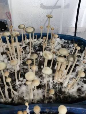 Panaeolus Cyanescens Aussi X Bali Indonesia