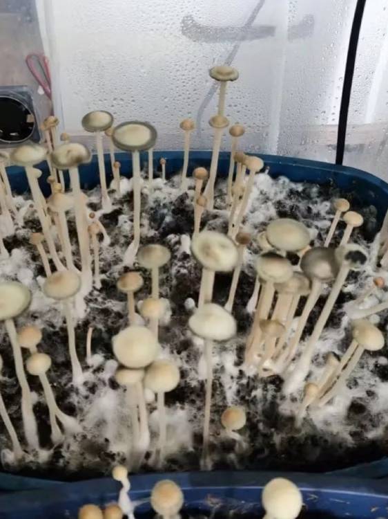 Panaeolus Cyanescens Aussi X Bali Indonesia