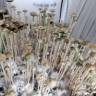 отпечатки споры псилоцибиновый гриб Panaeolus Cyanescens Aussi X Bali Indonesia