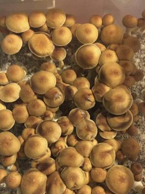 Cubensis PE6 Texas