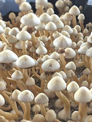 Cubensis Rusty White