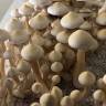 Cubensis Rusty White