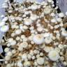Cubensis Rusty White
