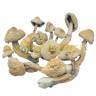 Cubensis Rusty White