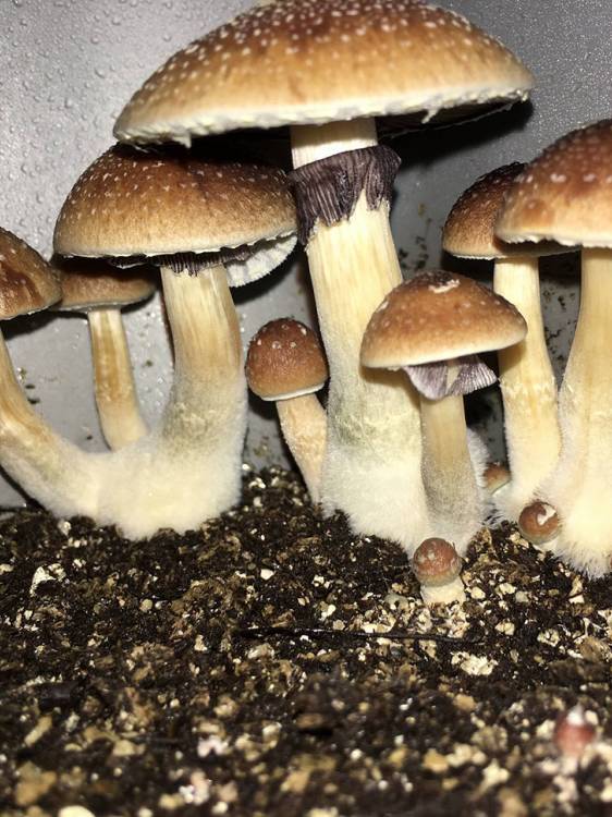 Cubensis Amazonian