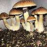 Cubensis Amazonian