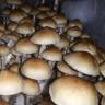 Cubensis Amazonian