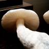 Cubensis Amazonian
